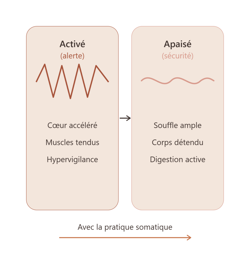 Schéma de l'activation VERSUS de l'apaisement du système nerveux.